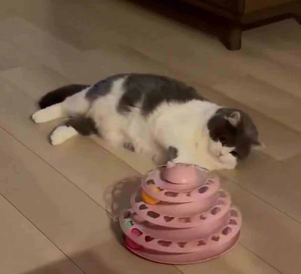 【スタミナ切れ？】おもちゃを前に「液体化」した猫　衝撃の寝姿に思わず二度見 もふもふお腹がたまらない！ | LIMO | くらしとお金の経済メディア