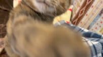 「ねこぱんちっ」→「あら幸せ〜」猫ちゃんのまさかの行動に翻弄される！