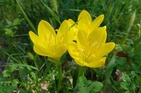 【ガーデニング】いま植えておきたい《夏植え球根植物》植えっぱなしで手間いらず！育て方＆おすすめ球根植物を紹介