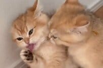 【逃げ場なし？】仲良し子猫の毛づくろいがヒートアップ　暴走する姿が可愛すぎて話題「食べられちゃうかと」