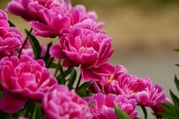 【約42万人が免許返納】「75歳以上ドライバーの交通事故件数の増加」自主返納の推移と《身を守る備え》