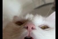 「これはもはやホラー」元保護猫の嘘みたいな寝顔が話題！ペットのおやつ代はいくら？