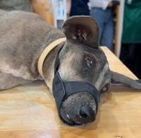 土を食べていた犬 さらに前庭障害を発症…治療とケアでひとりで立ち上がれるまでに回復する姿にエール集まる