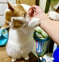 「今日も遊ぼうよ～」月曜の朝　元保護猫の甘え姿に心がギュッ「渋々出社」に共感