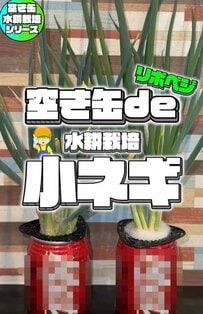 【リボベジで食費の節約】土不要＆省スペース！小ネギを水耕栽培で再生させたら？収穫量に驚き