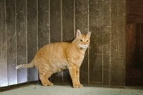 【だまし絵みたい】キリッと立っているようで実は…　思わず二度見をしてしまう猫の姿に驚きの声