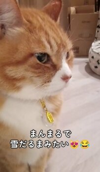 まんまるフォルムの元保護猫ちゃん→「虚無顔」で座る姿が《まるで雪だるま》カメラ目線もかわいくて話題に！