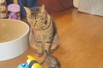 【猫に夢中な亀】スケボーで追いかける健気な姿に癒される「毎日見ても全然飽きない」