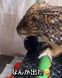 【えずくフクロウ】口からポロッと「なにか出た」…毎日吐き出されるものに反響続々！