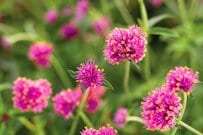 もうすぐ夏本番！【猛暑・乾燥に強い】 今から植えて秋までずっと咲く〈夏バテ知らずの花〉3選。ローメンテで育てやすいのも魅力です
