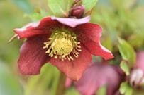 「うちの庭に植えてよかった！」植えっぱなしで毎年早春から花が咲く《寒さに強い》多年草8選