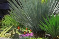 植えっぱなしでローメンテな【ドライガーデンづくり】乾燥に強くおしゃれな《低木・多年草》5選