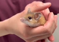 カイロトゲマウスが動物病院へ。ケージ内が血だらけに…何が起きた？「縫合大変そう！」「伸び伸び暮らしてね」