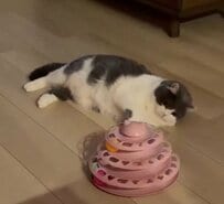 【スタミナ切れ？】おもちゃを前に「液体化」した猫　衝撃の寝姿に思わず二度見