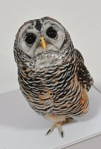 【片足立ちのフクロウ】ちょこんと立つフクロウが可愛すぎる…「フラミンゴみたい」との声も