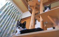 リビングに実った「猫の木」が大豊作！ほっこり癒される光景が可愛すぎると話題に