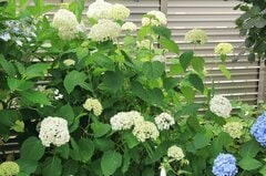 半日陰に「植えてよかった」梅雨の庭を彩る《アジサイ》9選！ピンクや白など美しい花たちです