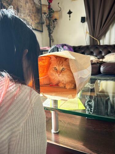 猫の前で「欲望に負けた妻」に15万いいね！美しすぎる即落ち2コマにX民