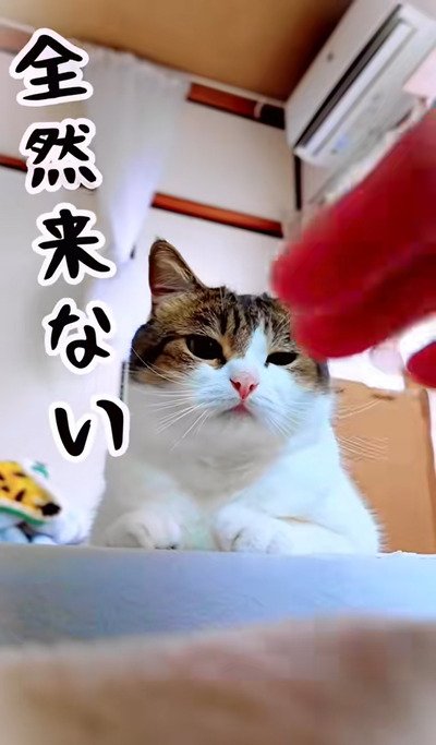 飼い主さんに手をパタパタされても無反応です