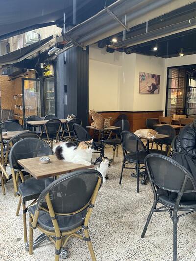 カフェを占拠する猫達