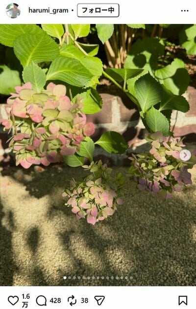 栗原はるみのInstagram投稿（昼下がりの紫陽花）