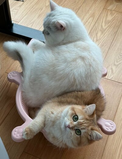 ももくんに押されているように見えるひめちゃん