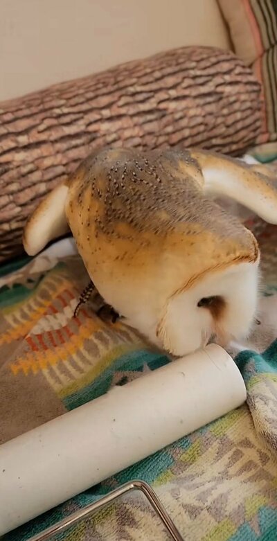 投稿動画のワンシーン