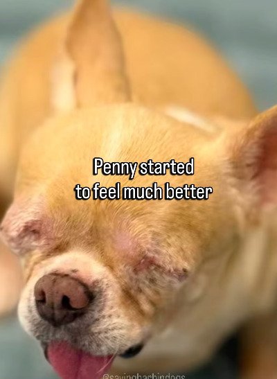 出所：<u><a href="https://www.instagram.com/p/DZfHPBppfZt/" target="_blank">@savingharbindogs</a></u>