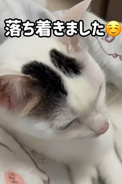 甘えん坊なチロくん