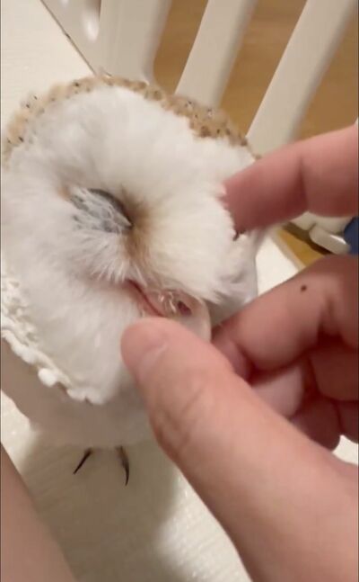 投稿動画のワンシーン