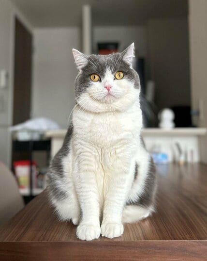 「む！このおててに！掴まれ！…ッ！」手を差し伸べる猫　助けにきたヒーローのようだと話題