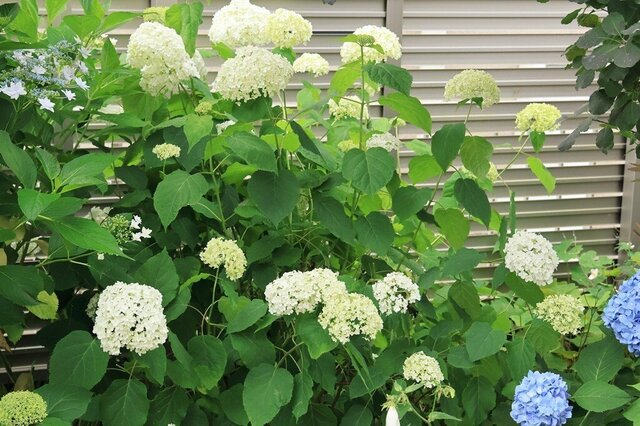 半日陰に「植えてよかった」梅雨の庭を彩る《アジサイ》9選！ピンクや白など美しい花たちです