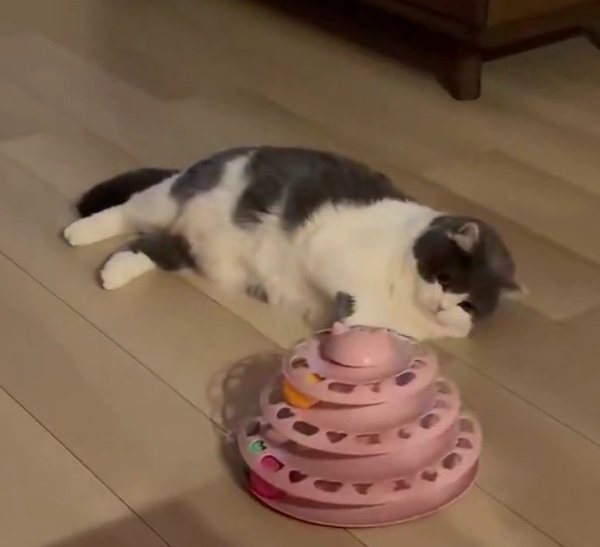 【スタミナ切れ？】おもちゃを前に「液体化」した猫　衝撃の寝姿に思わず二度見