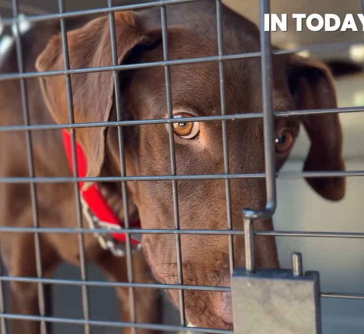 飼い主に骨折の治療を拒否され“安楽死”を望まれた犬を保護 手術とリハビリを乗り越え元気な姿を取り戻し、感謝の声集まる