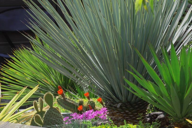 植えっぱなしでローメンテな【ドライガーデンづくり】乾燥に強くおしゃれな《低木・多年草》5選