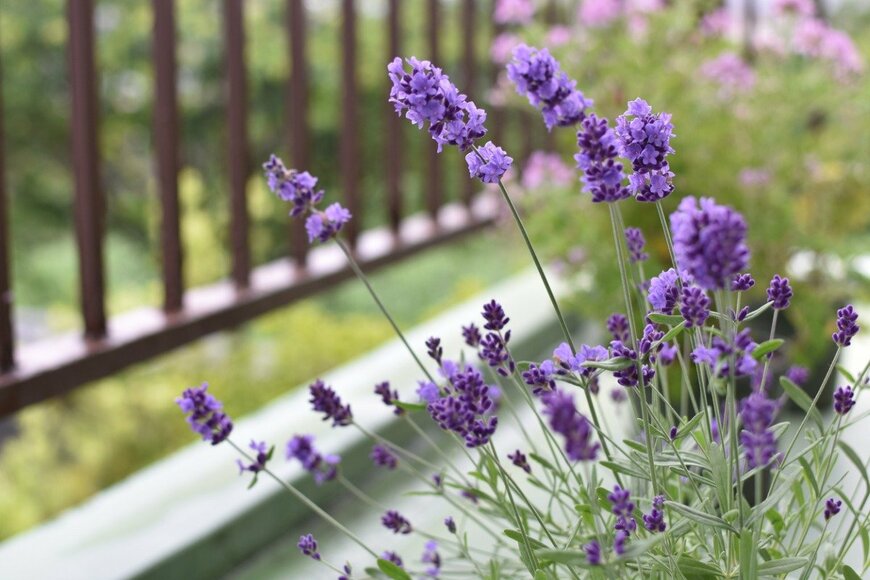 ラベンダー　　　Keiko Futamata/istockphoto.com