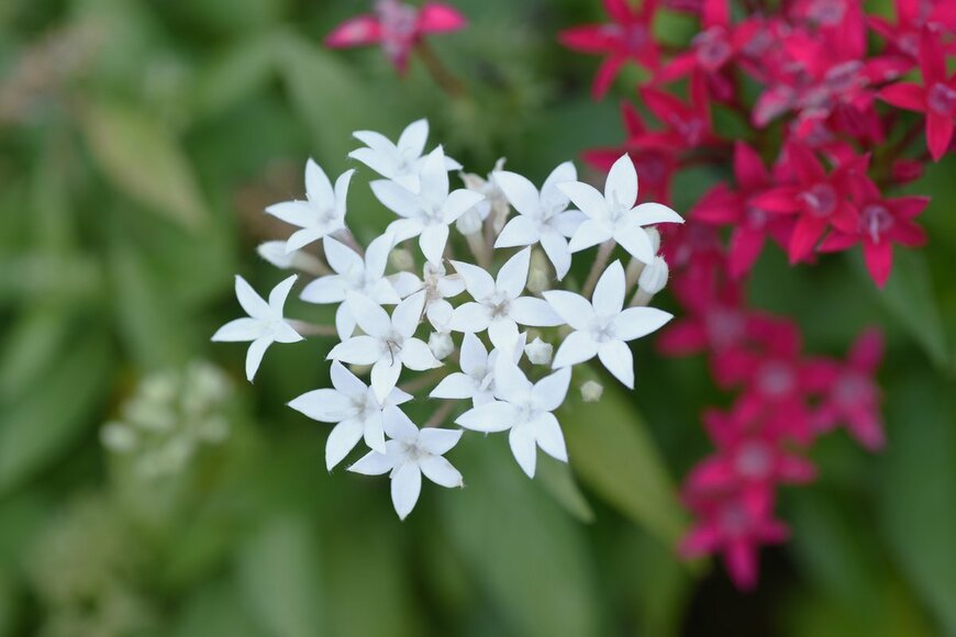 tamu1500/Shutterstock.com