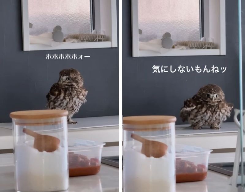 出所：@hiji.mozu_owl