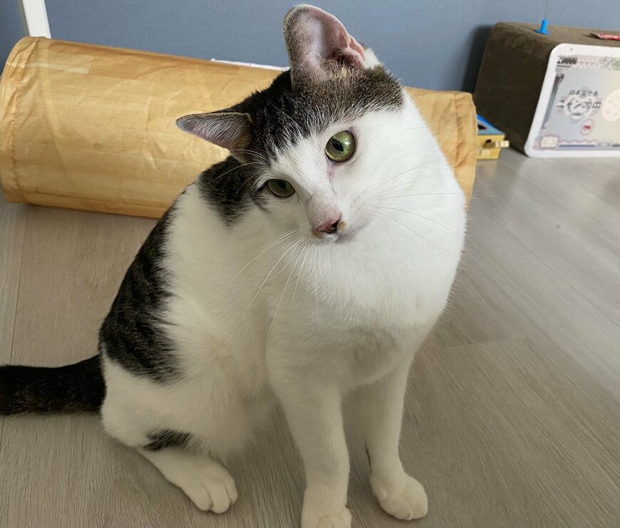 出所：@Saeroyi_cat