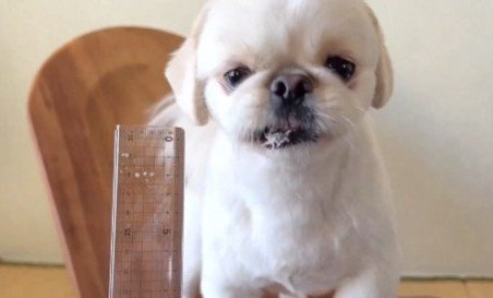 出所：@The_Mucho_World