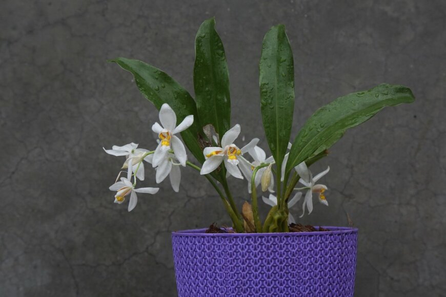 Rukman Limbu/shutterstock.com