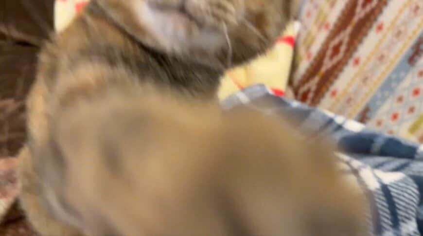 「ねこぱんちっ」→「あら幸せ〜」猫ちゃんのまさかの行動に翻弄される！