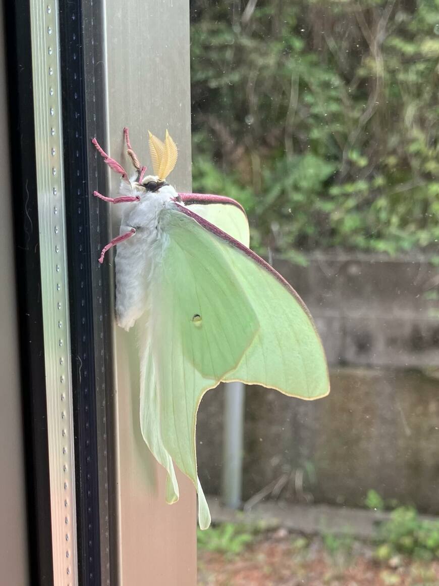 出所：＠hana_musubi.sugihara