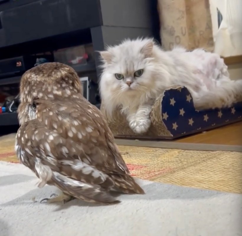 出所：@cr8673.hiro