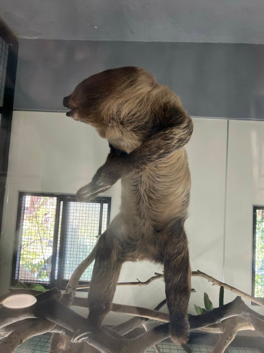 出所：@kobeojizoo