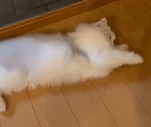 出所：@NEKOLAND13