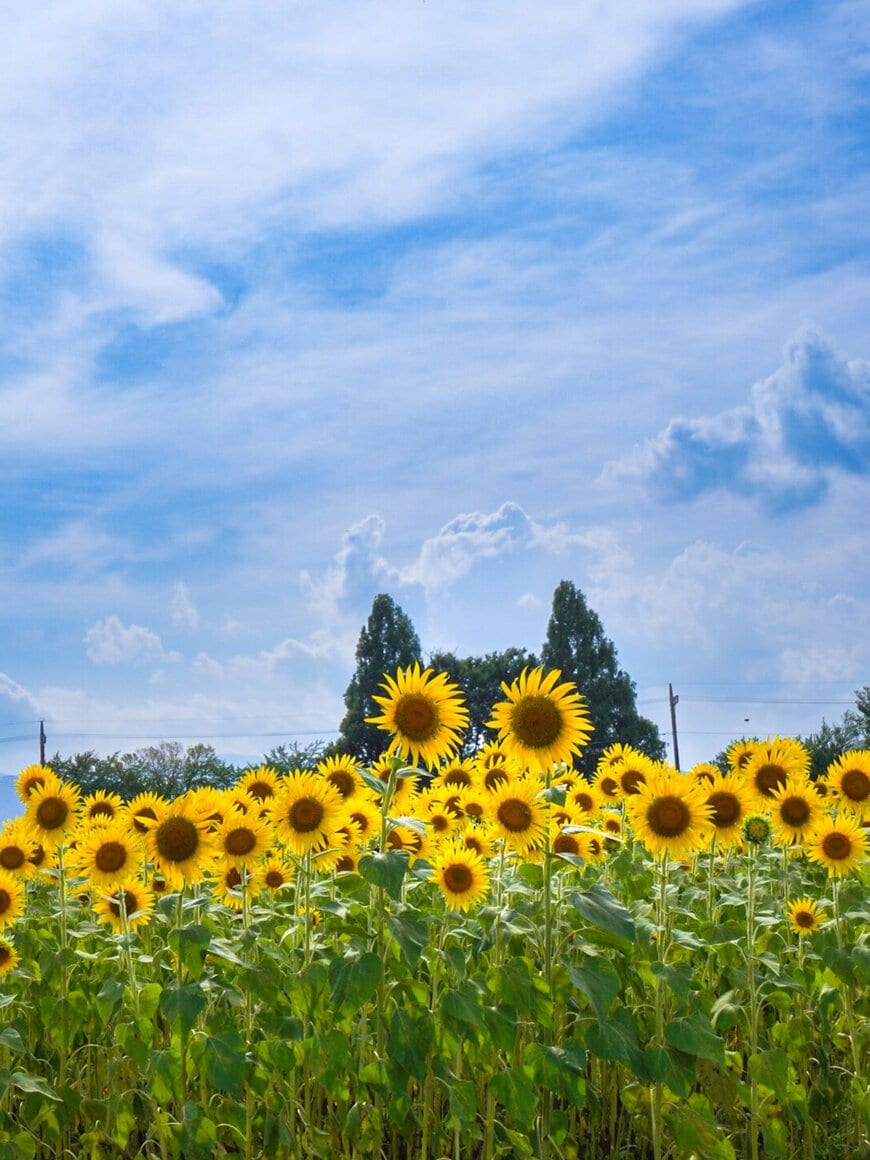 出所：@2IivuUY2Tf73393