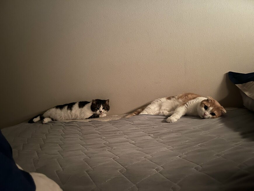 出所：@torotolo106106