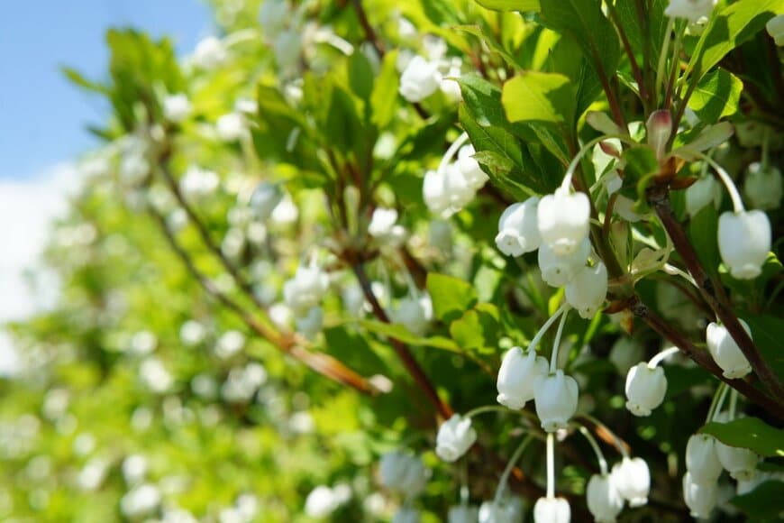 Toshio Umekawa/shutterstock.com