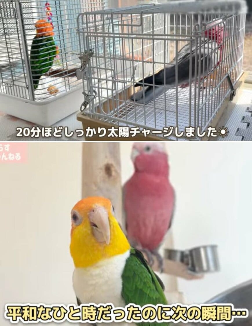 出所：@anz_omomiri